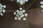 Stiff cowbane